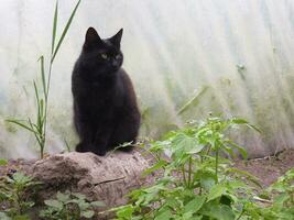 cat sitting on a log among the plants photo