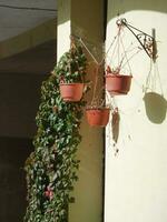 three red pots hanging next to a wall overgrown with plants photo