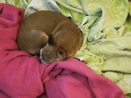 small dog curled up on the diagonal of two blankets photo