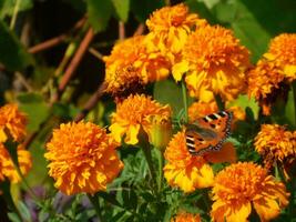 butterfly sits on brightly colored flowers photo