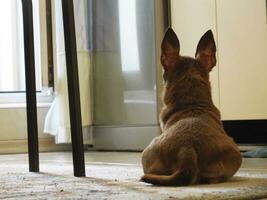 dog lies in the kitchen and looks forward photo