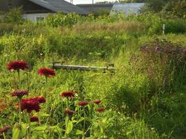 picturesque view of a country house with bright red flowers, greenery, a bench and sunflowers in the distance photo