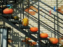 pumpkins and zucchini on the steps of the black staircase. photo