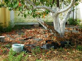 white-painted tree with falling leaves stands in the garden photo