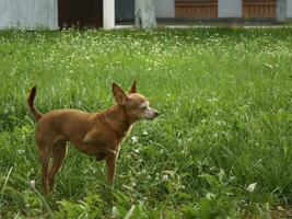 the dog on a walk in the park looks away photo