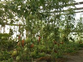 tomatoes grow in a greenhouse like a jungle photo