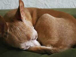 little dog curled up on a dark green couch photo