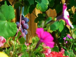 bunch of purple grapes among the leaves and flowers photo