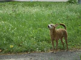 dog on a walk in the park looks up as a hero photo