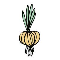 Vector onion vegetable. Whole onion on a white background. Color illustration. Food image in cartoon simple flat style. For vegan food, gardening, harvest concept