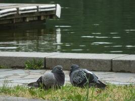 two pigeons sitting opposite each other by the river photo