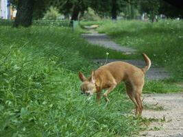 dog on a walk sniffing flowers in the grass photo