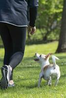 Dog Running With Her Owner in a Yard photo