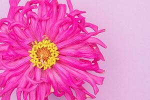 Closeup of bright magenta zinnia bloom on pink background photo