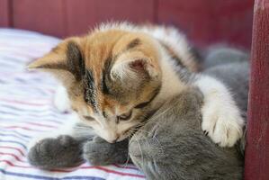 kittens hug and settle in for a nap photo