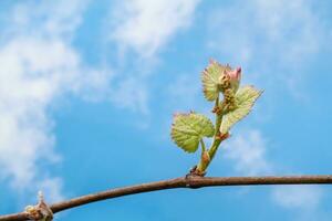 New Growth on the Vine of a Vineyard photo