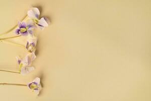 Wild Violets on a Beige Linen Background Flat photo