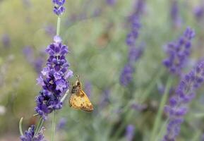 patrón mariposa en un lavanda flor foto