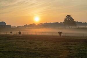 Holstein Heifer Cows Head Out to Pasture at Sunrise photo