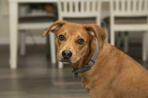 joven sabueso perrito miradas con nostalgia ojos foto