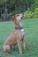 Young Puppy Learns Sit Command photo