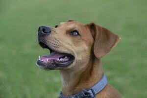 Puppy With Mouth Open Showing Tongue and Teeth photo