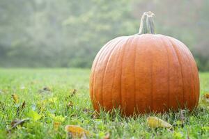 Pumpkin Sitting in a Field of Grass with Light Fog photo
