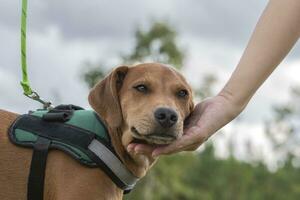 Owner Reaches Back to Pet a New Puppy While Out for a Walk photo