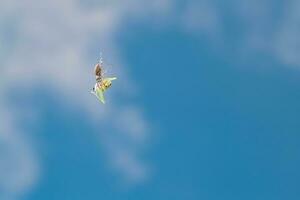 Small Orb Weaver Spider Catches a Grasshopper photo