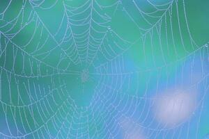 Spiderweb Covered with Dew Drops photo