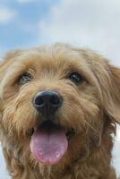 Closeup of the Face of a Golden Retriever Poodle Puppy Mix photo