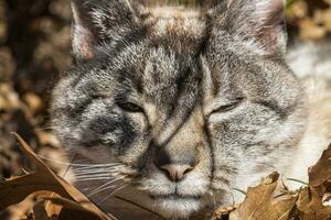 de cerca de un gato tomando un siesta en algunos hojas foto