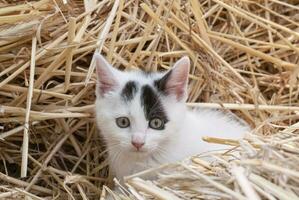 Timid White and Black Kitten Hides in Straw photo