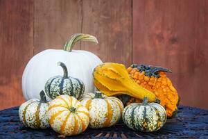 White Pumpkin and Gourds for Halloween and Thanksgiving photo