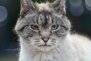 de cerca de el cara de un lince punto gato foto