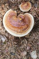 Reishi Mushroom Growing in the Wild photo