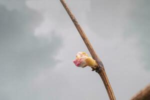 Bud Break on the Vines in a Vineyard photo