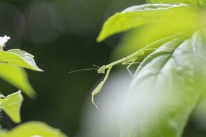 Baby Praying Mantis Peeks out From Under a Basil Leaf photo