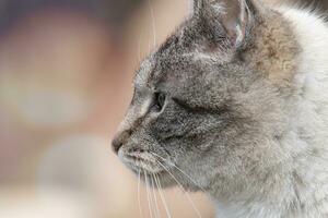 Closeup profile of a lynx point cats face photo