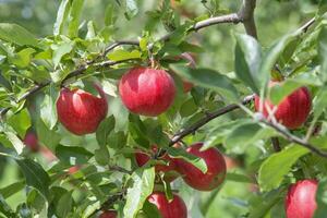 Closeup of Apples Ready to Harvest in the Orchard photo