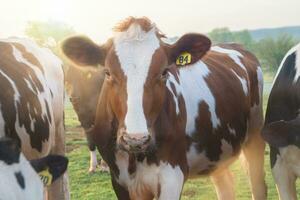 de cerca de un marrón y blanco Holstein vaca en temprano Mañana ligero foto