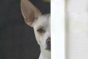 Small Dog Stands Guard Behind a Screen Window photo