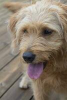 Golden Retriever Poodle Puppy Mix with Tongue Out photo