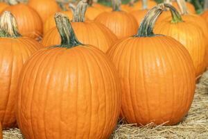 grande calabazas en un granja Listo para Víspera de Todos los Santos foto