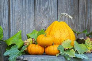 Pumkin and Gourds with Leaves on a Wood Background photo