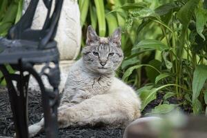 Lynx Point Siamese Tabby Cat in the Garden photo