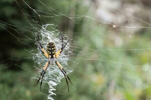 Yellow and Black Orb Weaver Spider Spinning a Web photo