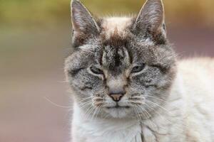 Lynx Point Cat Closeup and Straight on photo