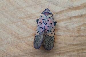 Adult Spotted Lantern Fly on a Wood Log photo