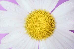 Macro Closeup of a Daisy on a Bright Purple Background photo